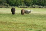 PICTURES/Cusco Ruins - Sacsayhuaman/t_Alpaca1.JPG